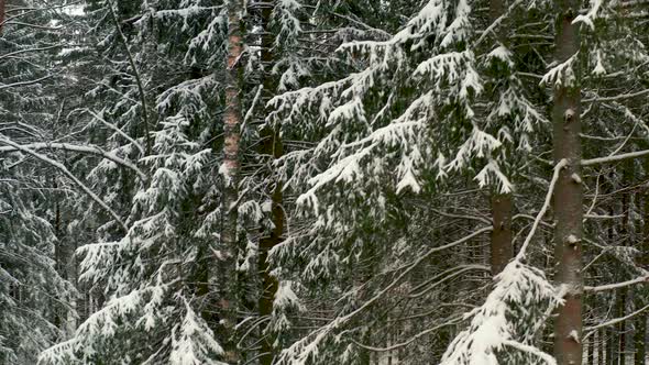 Drone view of snowy forest in winter