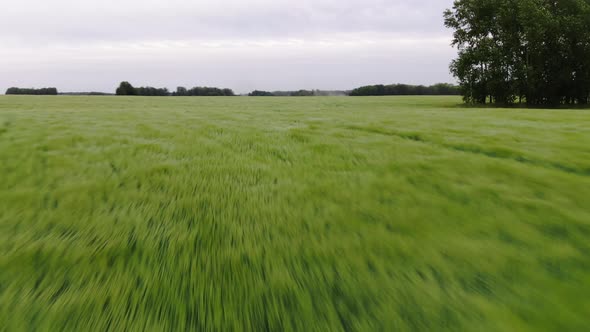 Aerial Photography. Fast Movement Over a Green Field