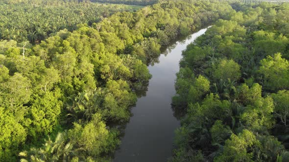 Aerial view green trees live at the riverbank