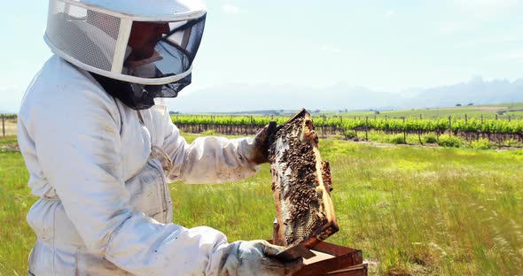 Beekeeper examining beehive