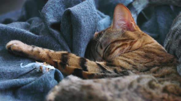 Bengal cat sleeping on a beanbag in blankets.