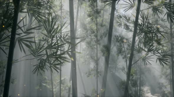 Asian Bamboo Forest with Morning Fog Weather