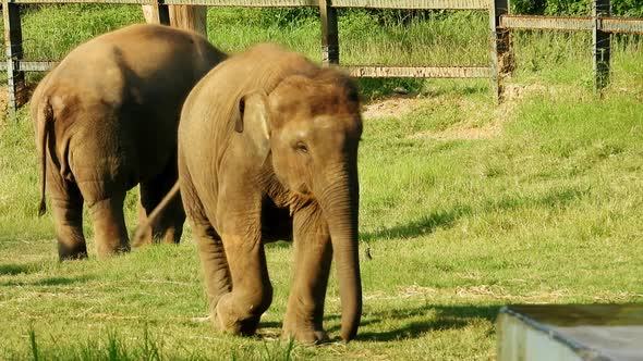 Baby elephant walking in the national park at a zoo