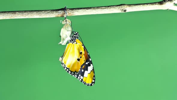 Monarch Butterfly Emerging From Chrysalis  on green screen background