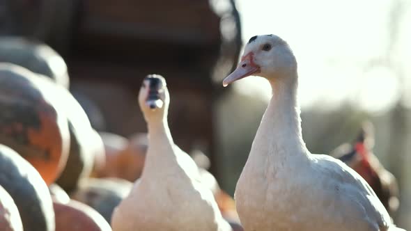 White geese walking and feeding at open farm yard.