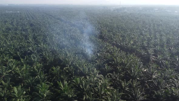 Open burning at oil palm plantation