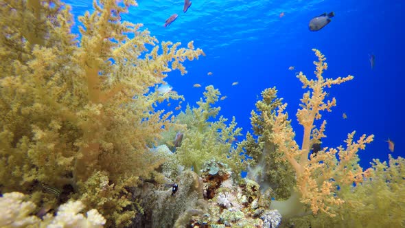 Tropical Reef Underwater Life