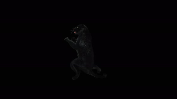 Panther Dancing 4K