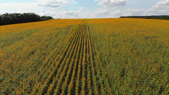 Aerial Drone View of Sunflowers Field. Rows of Sunflowers on a Hill