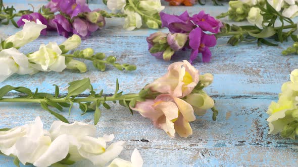 Colorful dragon flowers on the vintage wooden light blue background.