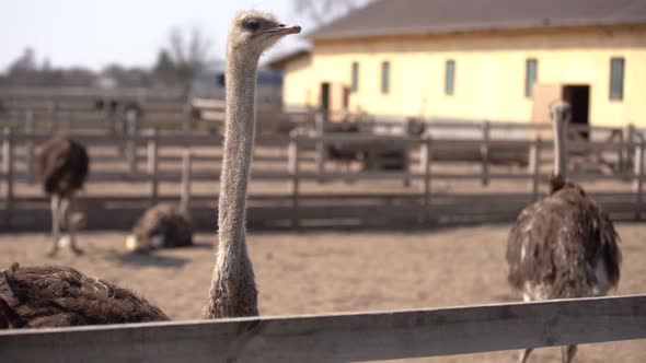 Ostriches Behind a Wooden Fence