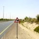 Beware Yield Camel Sign at Desert Road - VideoHive Item for Sale
