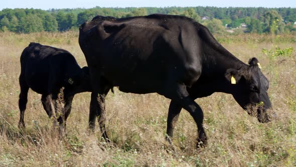 Little Calf Near a Cow Drinks Milk Eats