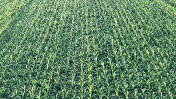 Smooth Rows of Green Corn Shoots in Summer at Dawn  Aerial Shot of Corn Field