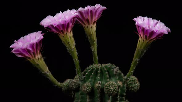 Pink Color Flowers Timelapse of Blooming Cactus