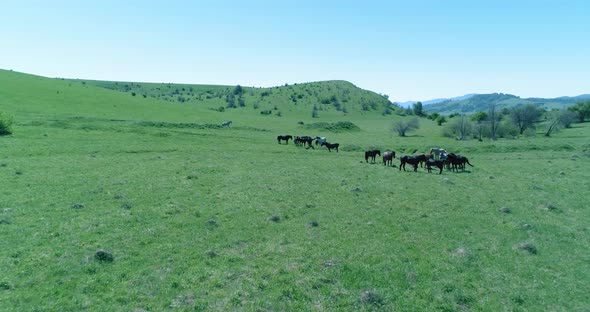 Flight Over Wild Horses Herd on Mountain Meadow. Summer Mountains Wild Nature. Freedom Ecology