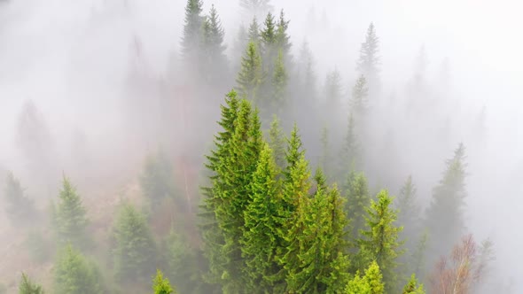 Aerial Flight Over the Morning Fog in a Mountain Forest