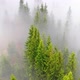 Aerial Flight Over the Morning Fog in a Mountain Forest - VideoHive Item for Sale