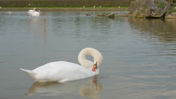 White Swan On The Pond