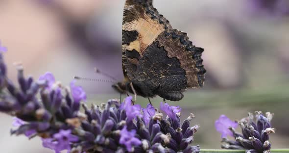 Tortoiseshell butterfly on lavender