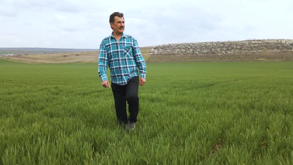Senior Farmer in Young Green Wheat Field and Examining Crop
