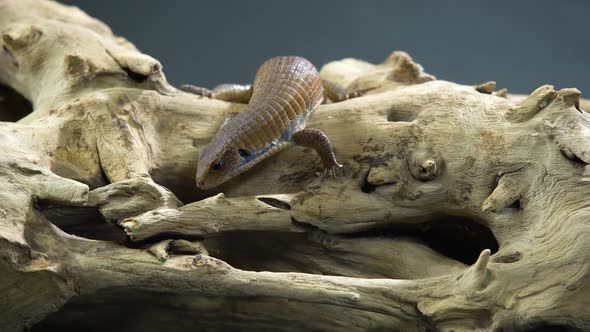 Sudan Plated Lizard - Gerrhosaurus Major on Wooden Snag at Black Background. Close Up