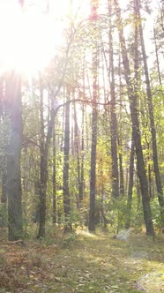 Vertical Video of Trees in the Forest in Autumn