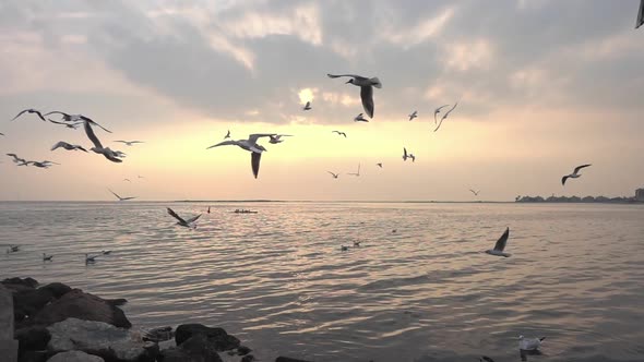 Flock Of Slow Flying Seabirds On The Beach