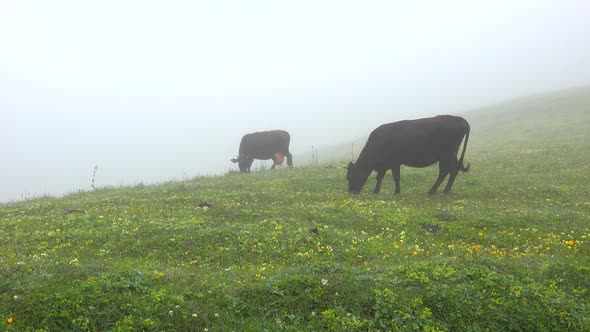 Cows Grazing in Fresh Flowered Meadow Under Fog and Drizzle in Plateau