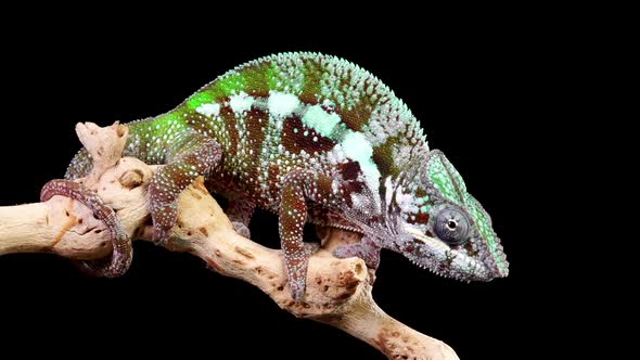 Chameleon Catch Insect Slow Motion