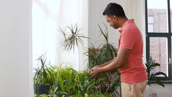 Indian Man Taking Care of Houseplants at Home