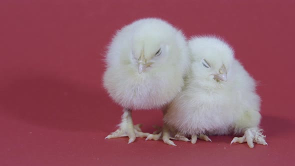 Two Sleepy Cute Yellow Chickens. Easter Symbol. Fluffy Chicks. Pink Background