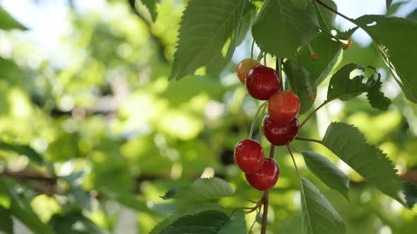 Close-up of sweet cherries on tree branches  4K 2160p 30fps UltraHD footage - Prunus avium  orchard 