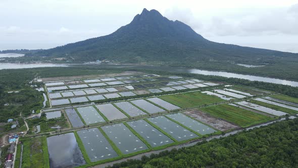 Prawn Fish Farm Aerial