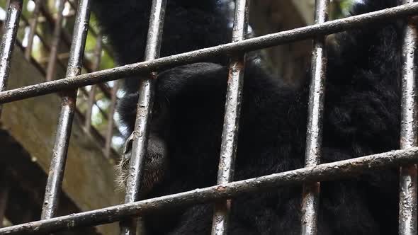 monkey in a captivity cage. Orangutan behind bars in cage. Close-up view of chimpanzee behind bars.