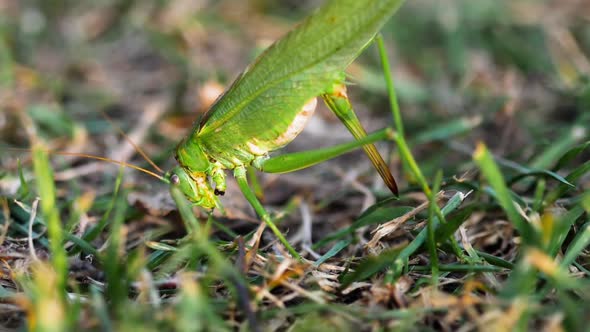 Big Green Locust Female Lays Eggs