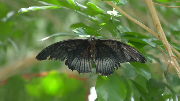 Black butterfly on tree