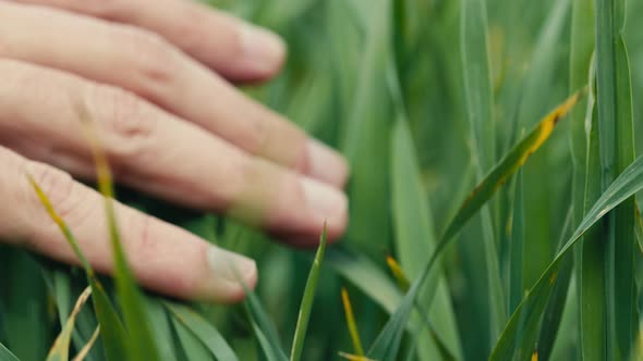 Hand Touching Young Wheat Leaves