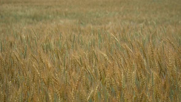 Yellow Wheat On Field 3