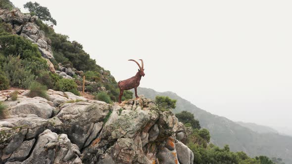 Drone Of Goat On Mountainside In La Concha