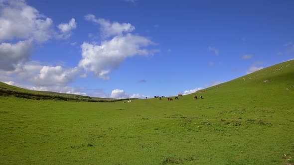 A small herd of cows grazing between two green hills and blue skyes with white clouds.