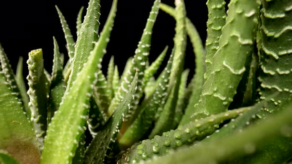 Camera Pans Over Green Succulent Leaves on an Isolated Black Background