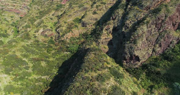 Aerial View Trees Top View