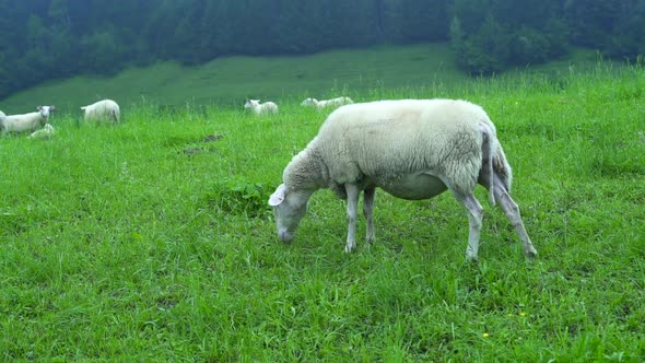 Flock of sheep graze on a green meadow near forest and hills. Sheep chew grass, farm Tyrol, Austria.