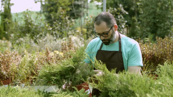 Hispanic Male Gardener Examining Junipers in Pots