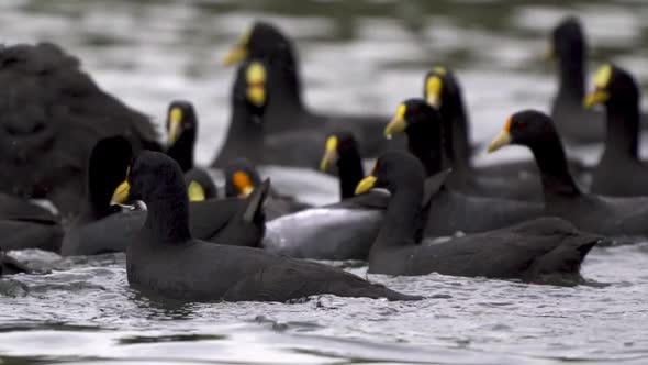 Close up of a flock of red-gartered and white-winged coots swimming and searching for food on a lake