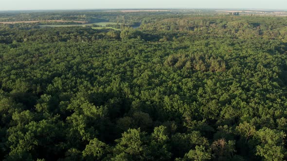 Beautiful flight over the green treetops. Trees sway in the wind.