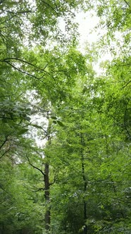 Vertical Video of Beautiful Green Forest By Day