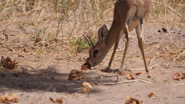 Steenbok eating fruit on the savanna 