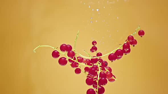 Redcurrant Twigs Falls Into Water